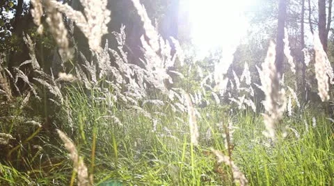 Ears Stock Footage 12018578