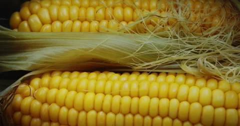 Ears of freshly cooked corn close-up 스톡 동영상 156070913