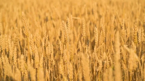 Ears of golden wheat close up. Stock Footage