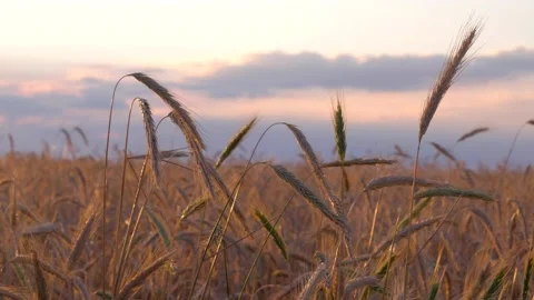 Ears of golden wheat at sunset. Stock Footage 156710865