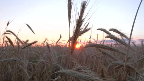 Ears of golden wheat at sunset. Stock-Footage 156816274