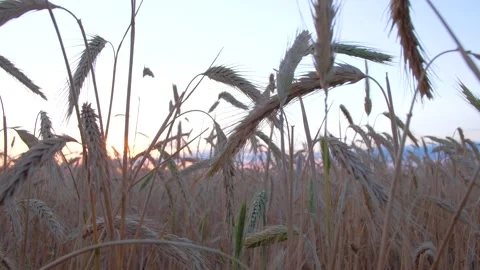 Ears of golden wheat at sunset. Stock Footage 157366022