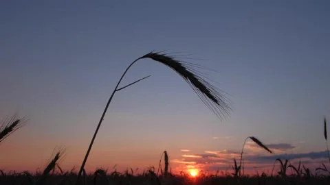 Ears of golden wheat at sunset. Stock-Footage 157492570