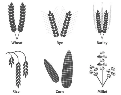Ears of grain in black and white colors isolated on a light background. イラスト素材