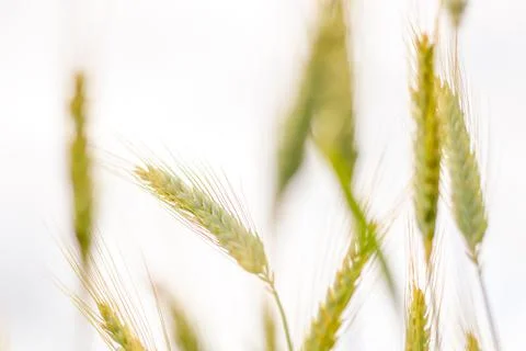 Ears of grain in a grain field - a close-up view of Triticale ears Stock Photos