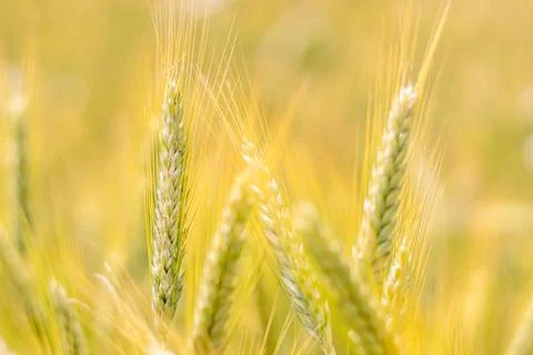 Ears of grain in a grain field - a close-up view of Triticale ears Stock Photos