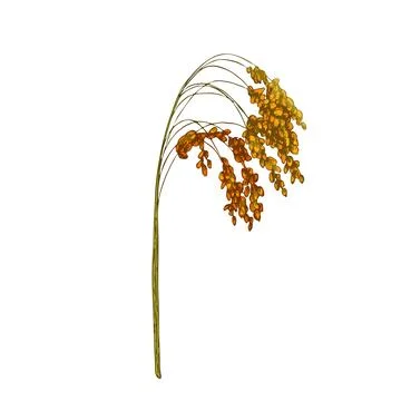 Ears with grain of proso millet. Vector color vintage hand drawn hatching i.. Stock Illustration