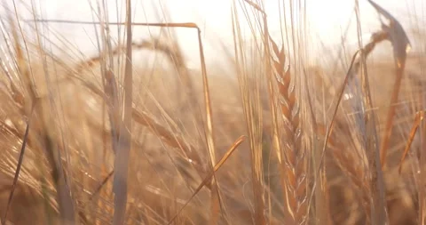 Ears of grain ripen in the field in the rays of the rising sun Video stock 220514554