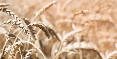 Ears of grain in a wheat field, selective focus, blurred background. Billboard Stock Photos