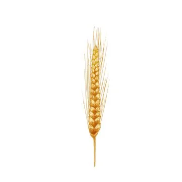 Ears with grain of wheat. Vector color vintage hand drawn hatching illustrati Stock Illustration