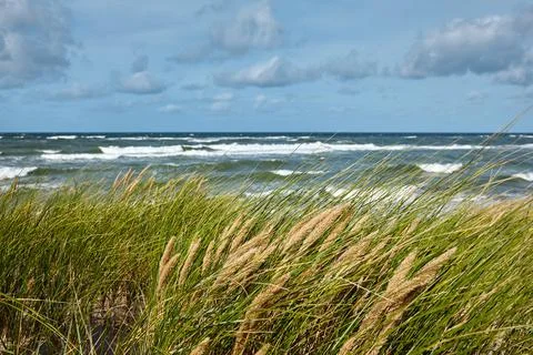 Ears of grass against the background of waves 스톡 사진