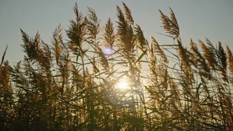 Ears of grass are swaying in the wind at sunset Stock Footage 166064731