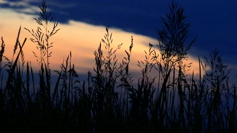 Ears of grass at dusk in summer Stock Footage 197079282