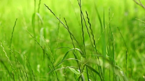 The ears of the grass of the field sway in the wind. Slow motion Stock Footage 77224986