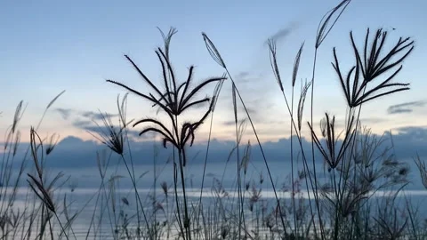 Ears of grass gently swinging in the wind on sea background at sunset Stock Footage 133547864