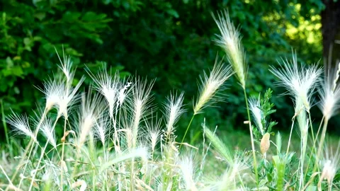 Ears of grass gently swinging in the wind Stock Footage 134910139
