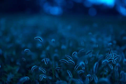The ears of grass glow in the contour light in the fields Stock Photos