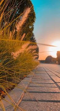 Ears of grass Stock Photos