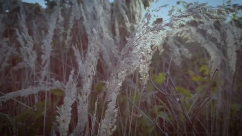 Ears of grass - slow motion Stock Footage 170775007