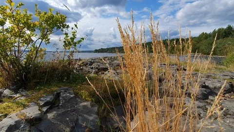 Ears of grass stagger from the strong wind. Vidéo 115637490