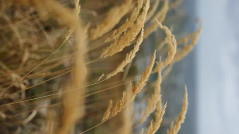 Ears of grass stir in the wind in the mountains vertical Stock Footage 166064842