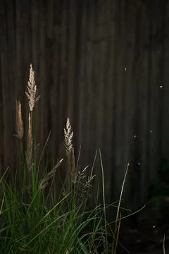 Ears of grass in sunlight Stock Photos