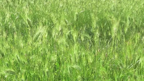 Ears of grass sway in wind in steppe, close-up Stock Footage 336382044