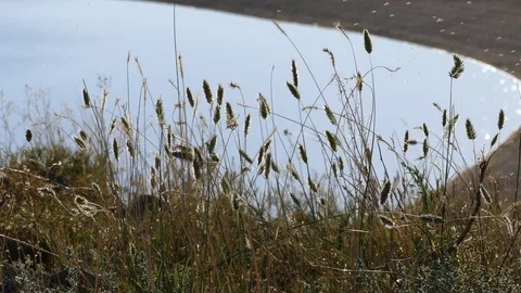 Ears of grass swaying on the background of the lake . Stock Footage 80090669