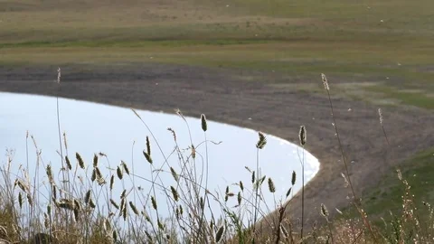 Ears of grass swaying on the background of the lake shore. Stock Footage 80090678