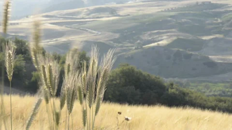 Ears of grass swaying in the wind Stock Footage 34271946