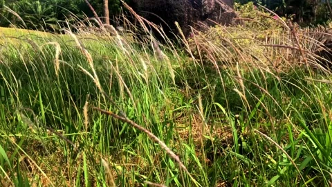 Ears of grass tilted by the wind. Stock Footage 152937188