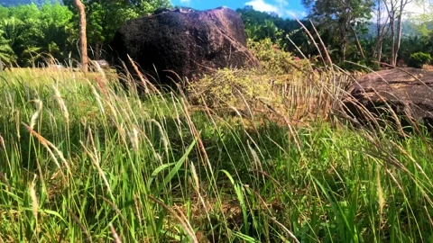 Ears of grass tilted by the wind.1 Stock Footage 152937196