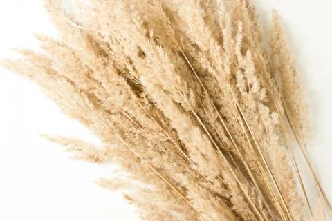 Ears of grass on a white background. grass dried flower Scandinavian style Stock Photos