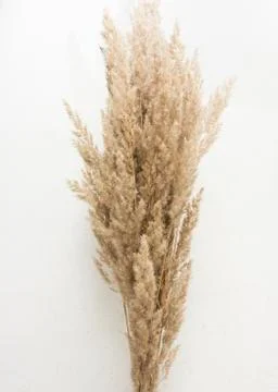 Ears of grass on a white background. grass dried flower Scandinavian style Stock Photos
