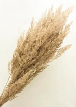 Ears of grass on a white background. grass dried flower Scandinavian style Stock Photos