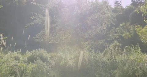 Ears of grasses among the spring flowering garden Stock Footage 240621598