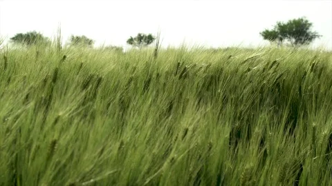 Ears of green barley Stock Footage 108690742