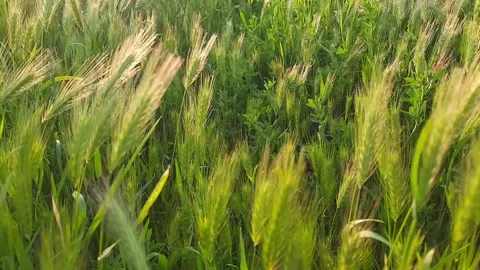 Ears of green grass close-up swaying Video stock 248364633