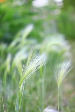 Ears of green grass in the wind, background Foto stock