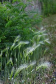 Ears of green grass in the wind, background Stock Photos