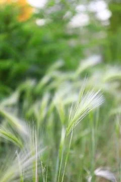 Ears of green grass in the wind, background Foto stock