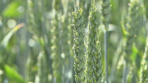 Ears Of Green Rye 2 Vídeos de archivo 116707006