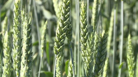 Ears Of Green Rye 3 Vídeos de archivo 116706993