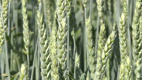 Ears Of Green Rye 5 Stock Footage 116707020