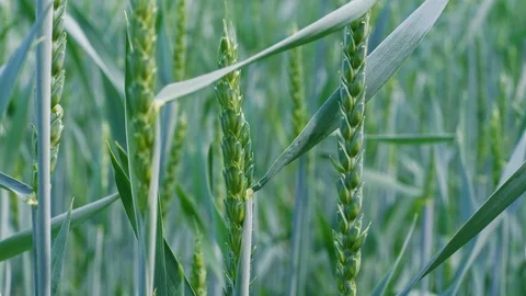 Ears of green soft wheat on field, close-up, spring day Video stock 108895292