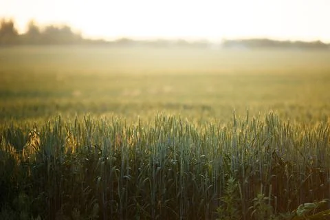 Ears of green wheat with blurred background Stock Photos