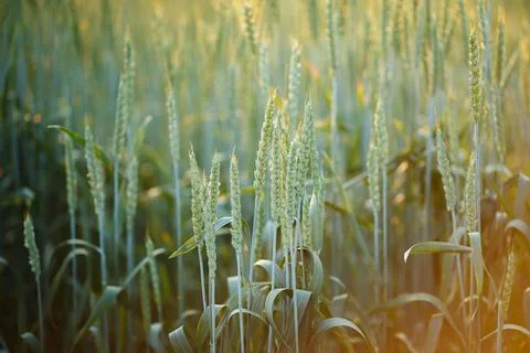 Ears of green wheat with blurred background Stock Photos