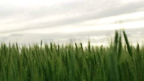 Ears of green wheat close on the field Stock Footage 131079145