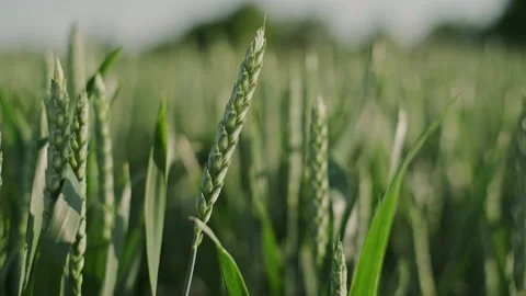 Ears of green wheat. Vídeos de archivo 134485611