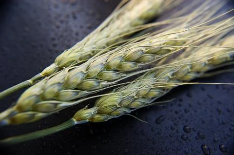 Ears of green wheat Stock Photos